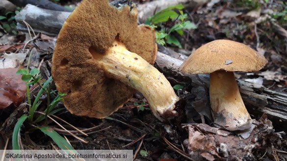 Suillus variegatus