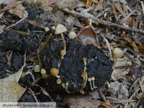 Psathyrella tenuicula