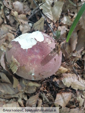 Russula olivacea