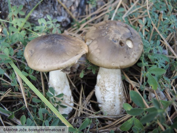 Hygrophorus latitabundus