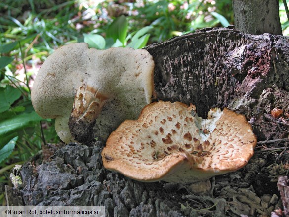 Polyporus tuberaster