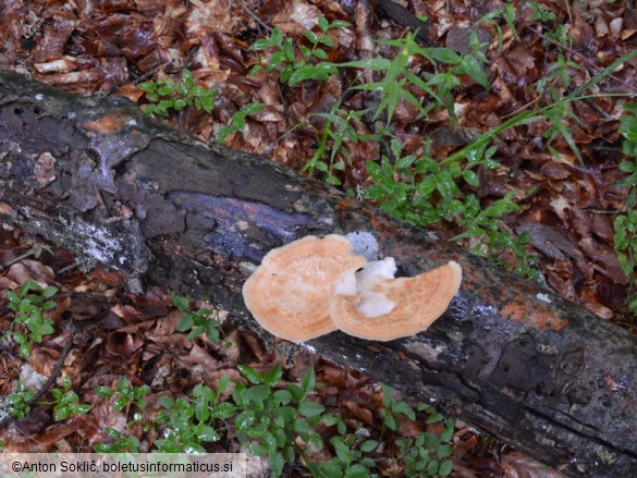 Polyporus tuberaster