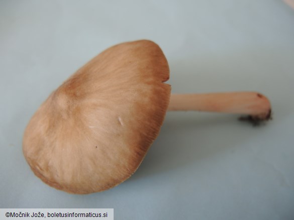 Pluteus ephebeus