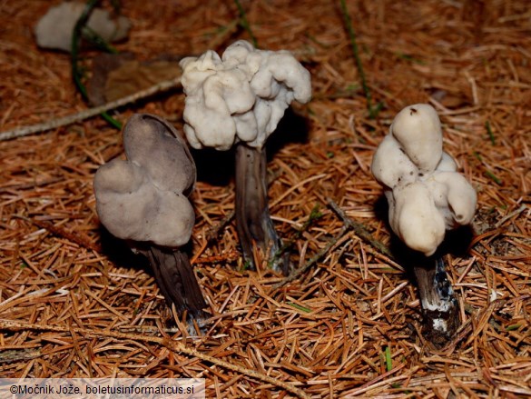 Helvella pithyophila