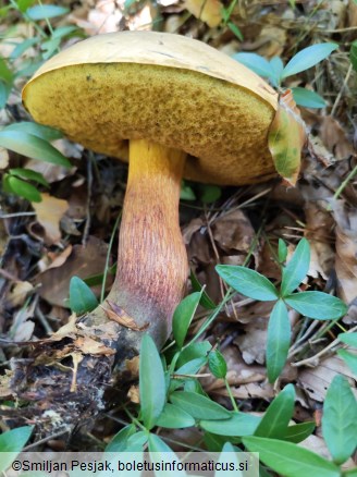 Boletus mendax