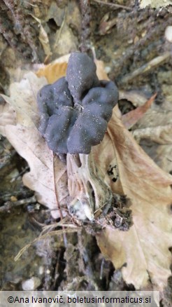 Helvella lacunosa