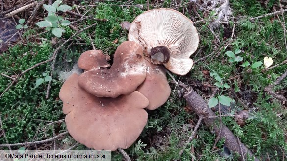 Tapinella atrotomentosa