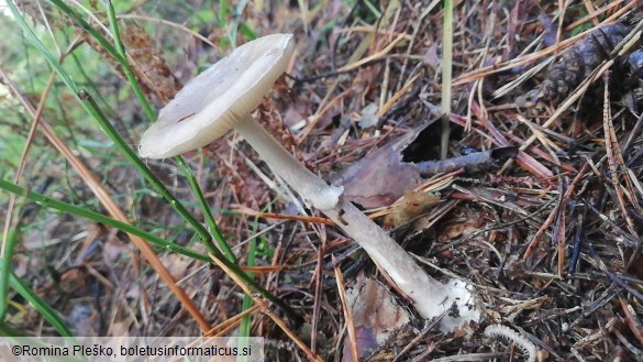 Amanita porphyria