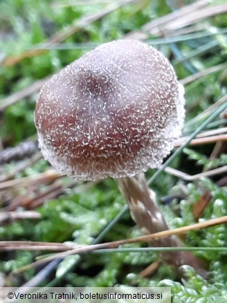 Cortinarius flexipes