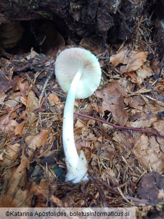 Volvariella murinella