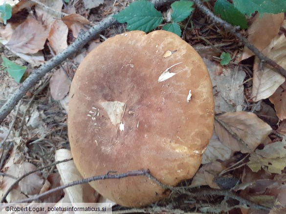 Paxillus atrotomentosus