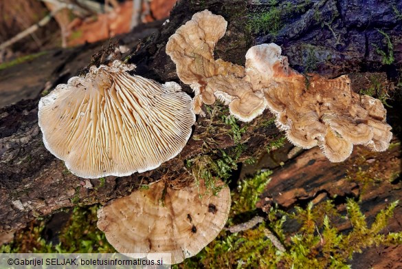 Lenzites betulina
