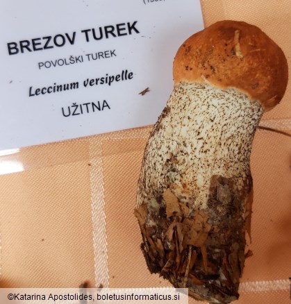 Leccinum versipelle