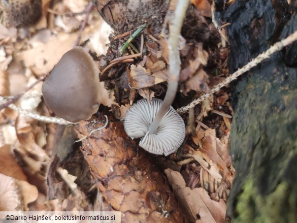 Mycena strobilicola