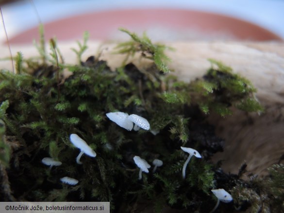 Hemimycena cephalotricha