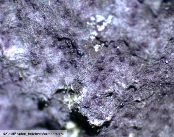Nectriopsis violacea