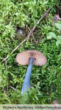 Entoloma nitidum