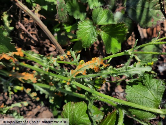 Puccinia lagenophorae