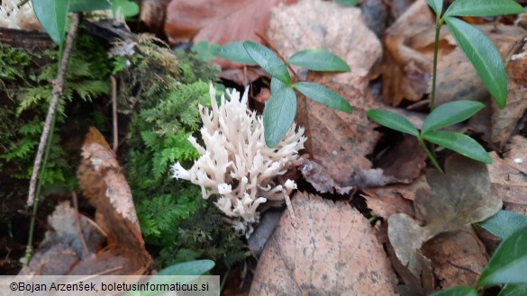 Clavulina coralloides