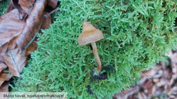 Cortinarius acutus