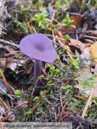 Laccaria amethystina