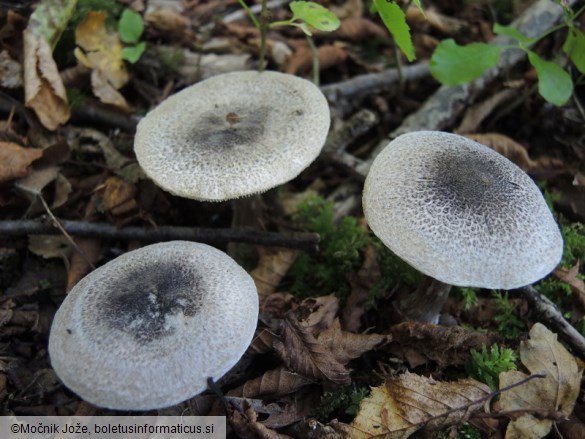 Tricholoma atrosquamosum