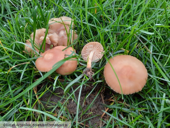 Marasmius oreades