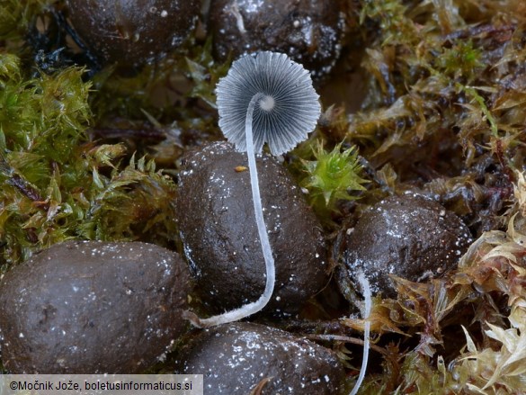 Coprinopsis stercorea