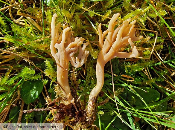 Clavulinopsis umbrinella