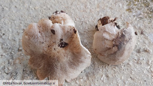 Tricholoma pardinum