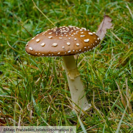 Amanita pantherina