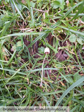 Conocybe apala