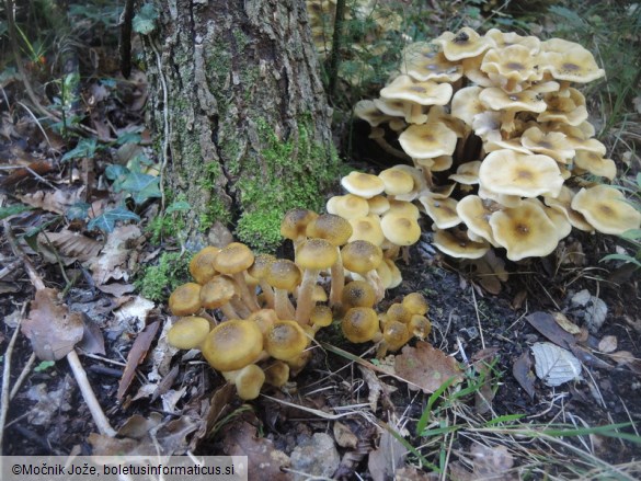 Armillaria mellea