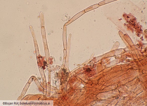 Pseudosperma obsoletum