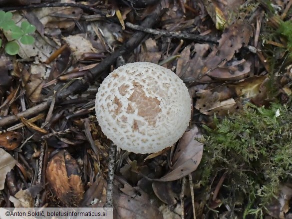 Amanita lepiotoides