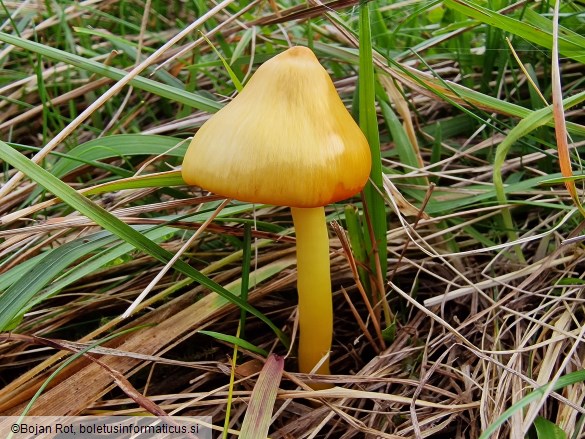 Hygrocybe acutoconica