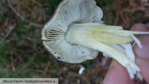 Tricholoma portentosum