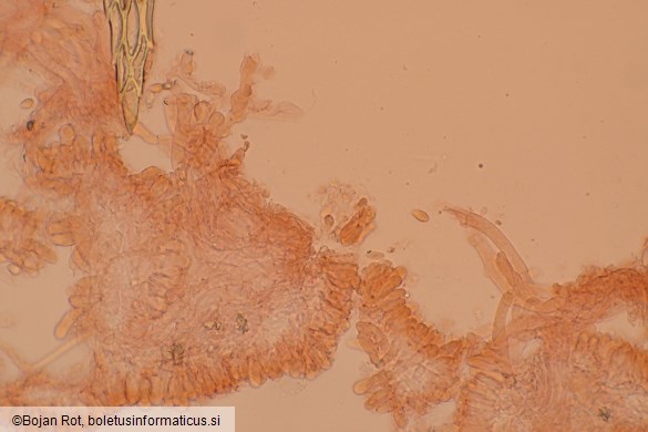 Calyptella capula