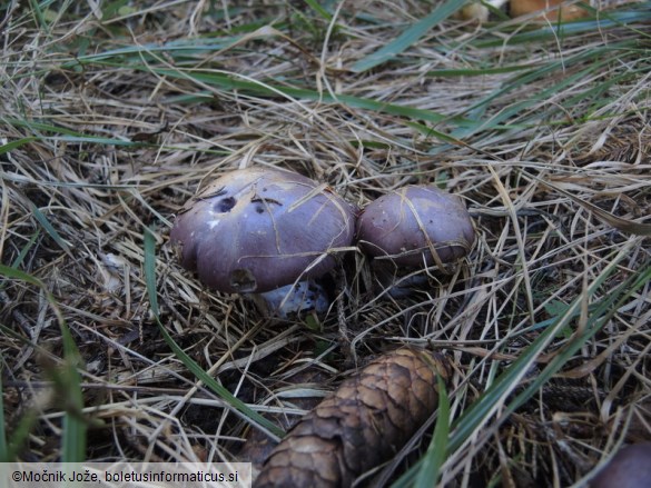 Cortinarius cumatilis