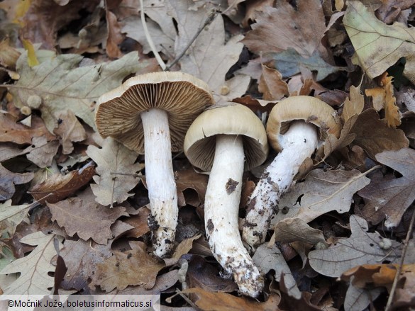 Cortinarius mucifluoides