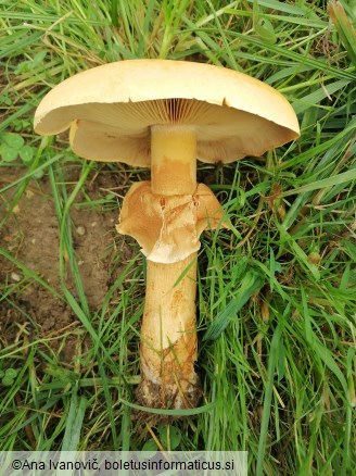 Phaeolepiota aurea