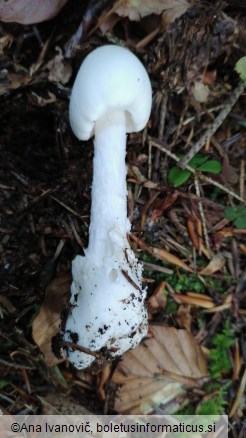 Amanita virosa