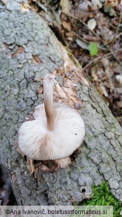 Pluteus cervinus