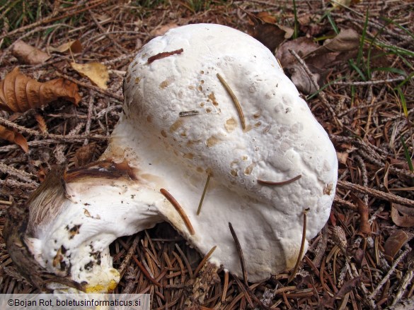 Hypomyces chrysospermus