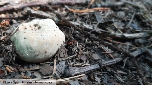 Russula virescens
