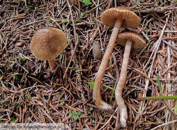 Inosperma cervicolor