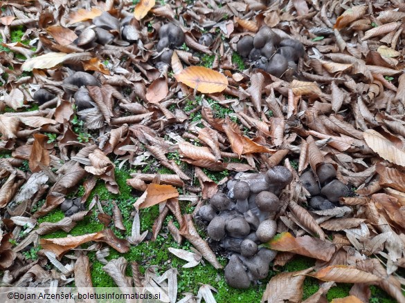 Tricholoma scalpturatum