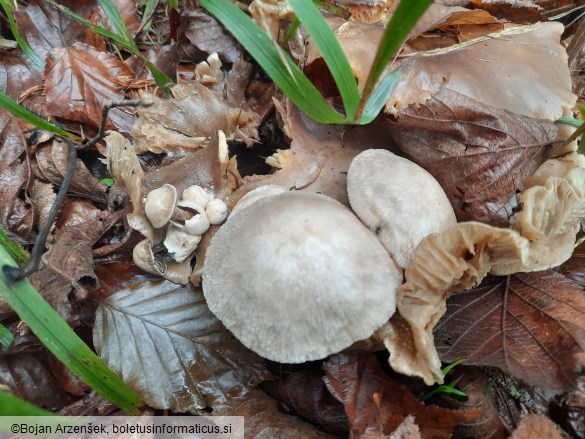 Volvariella surrecta