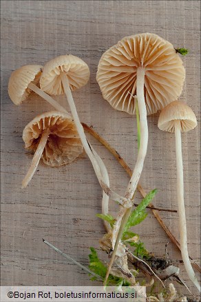 Galerina graminea