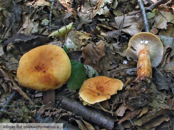 Lactarius rubrocinctus